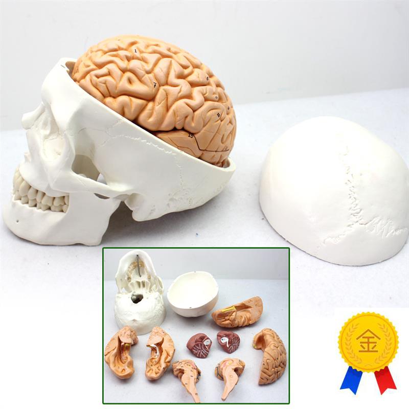 ENOVO颐诺医学人体头颅骨x大脑模型头骨模型1:1颅脑模型解剖大