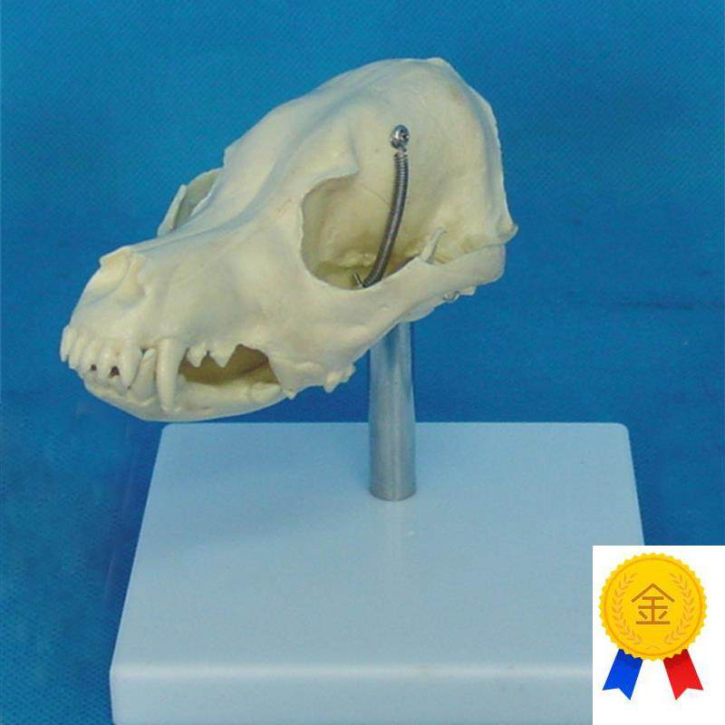 狗头骨模型动物骨骼兽医教学医用模型犬科教学宠物W模型畜牧包邮
