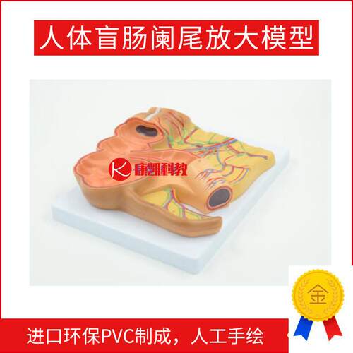 人体盲肠阑尾放大模型尾升结回肠血管淋巴消化系U统医用教学模型