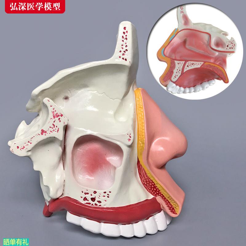 鼻腔解剖模型鼻子结构模具耳鼻喉科医学教学立体面部微整形[弘深]