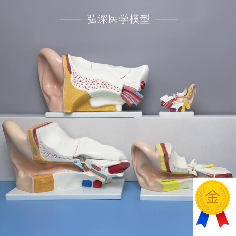 人耳放大模型人体耳朵p五官结构耳道采耳儿童教学医学器官模具玩