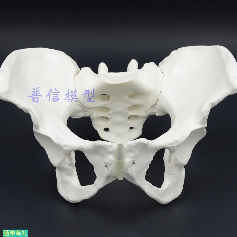 1比1女性骨盆模型 髂骨坐骨耻骨演示模型 盆骨 医用骨骼模型