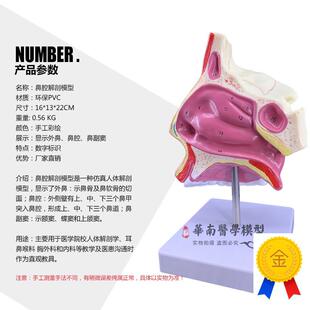 进口人体鼻腔解剖模具教学模型鼻子模型五O官科医用模型耳鼻喉