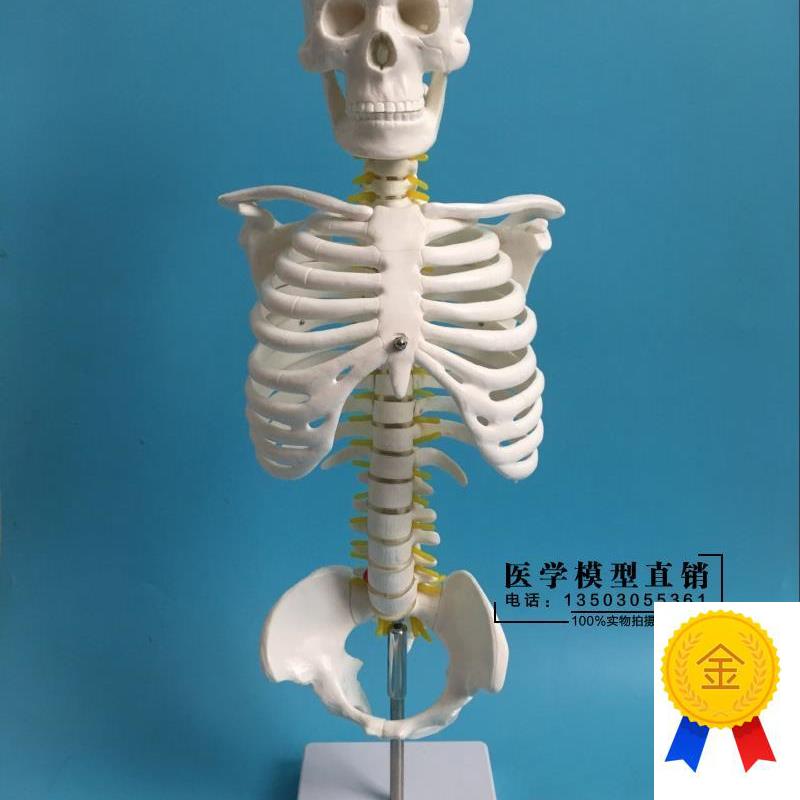45CM人体脊柱模具脊q椎骨颈椎模型胸椎结构腰椎间盘关节骨头骨架
