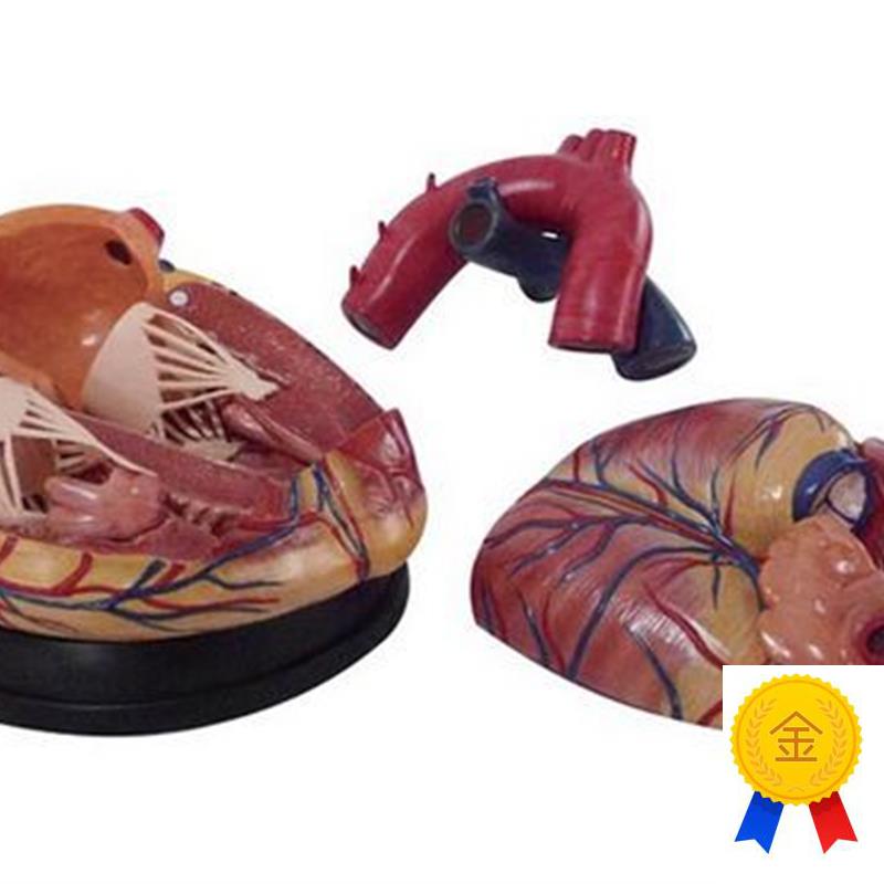 新型人体心d脏解剖放大5倍模型医学教学用训练模具标本