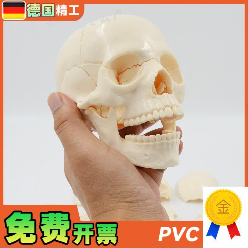 德国】小型可拆白色头q骨模型15部件中英文说明书人体头颅骨拼