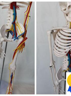 85cm人体骨k骼模型心脏主动静脉血管骷髅骨架医用教学讲解