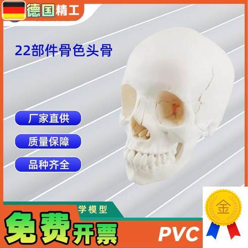 22部件骨色头骨可拆分模型人体骨骼模型G教学模型26*17*22CM