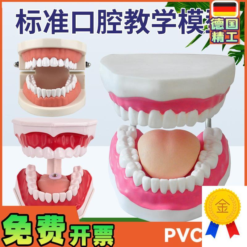 口腔模型牙齿模型幼n儿园教具儿童刷牙玩具牙齿牙科模型假牙模型