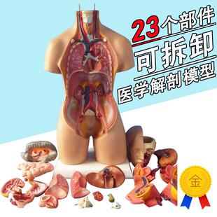 博科人体解剖模型器官可拆卸医院用教学模型躯干系统Z结构图解剖
