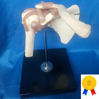 人体肩关节韧带功能模型锁骨肩胛骨骨骼模N型医用教学讲解人体模