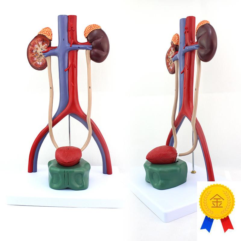 ENOVO颐诺人体泌尿系统模x型肾输尿管膀胱尿道解剖模型医学泌尿科