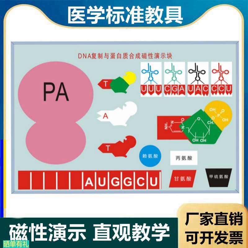 DNA复制模型蛋白质结构合成教学演示生物细胞膜流动镶嵌模型核糖