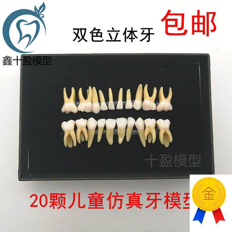 20颗双色乳牙有牙根开髓离体牙模型儿童全口标准牙齿W模型M7020