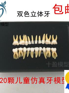20颗双色乳牙有牙根开髓离体牙模型儿童全口标准牙齿W模型M7020