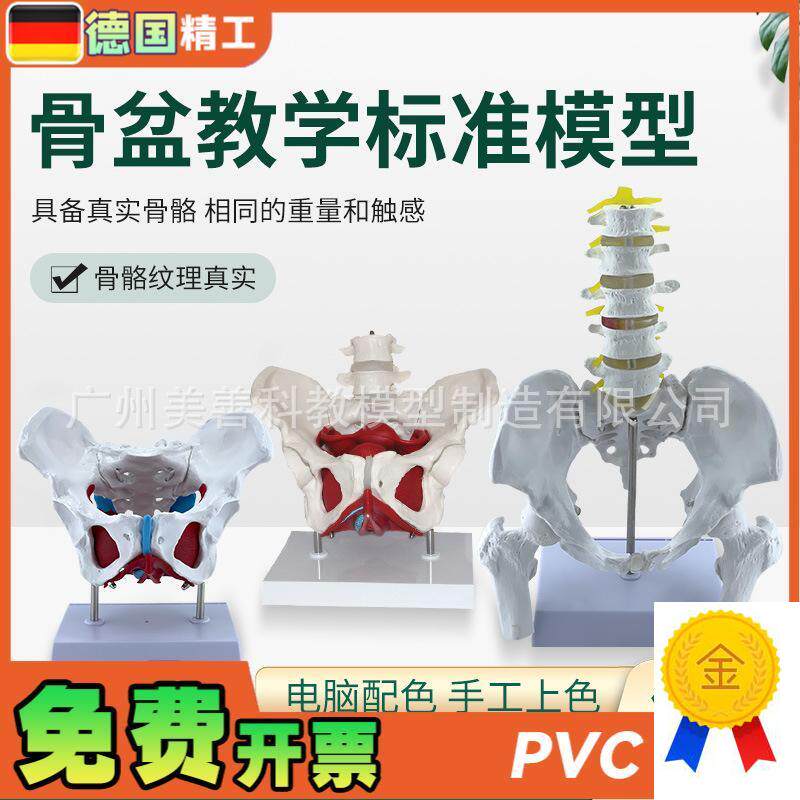 可活动女性骨盆生殖器官模型盆腔盆底肌结构附盆底肌X二节腰椎模