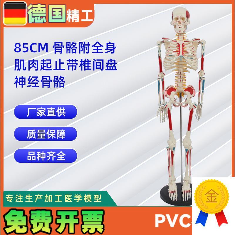 85CM附全身肌肉起止带椎间盘神经骨S骼人体骨骼模型