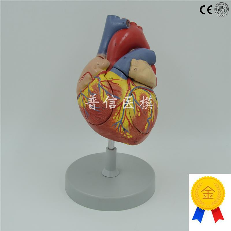 普信心脏模型放大m心室心房心血管血液循环人体器官解剖模型