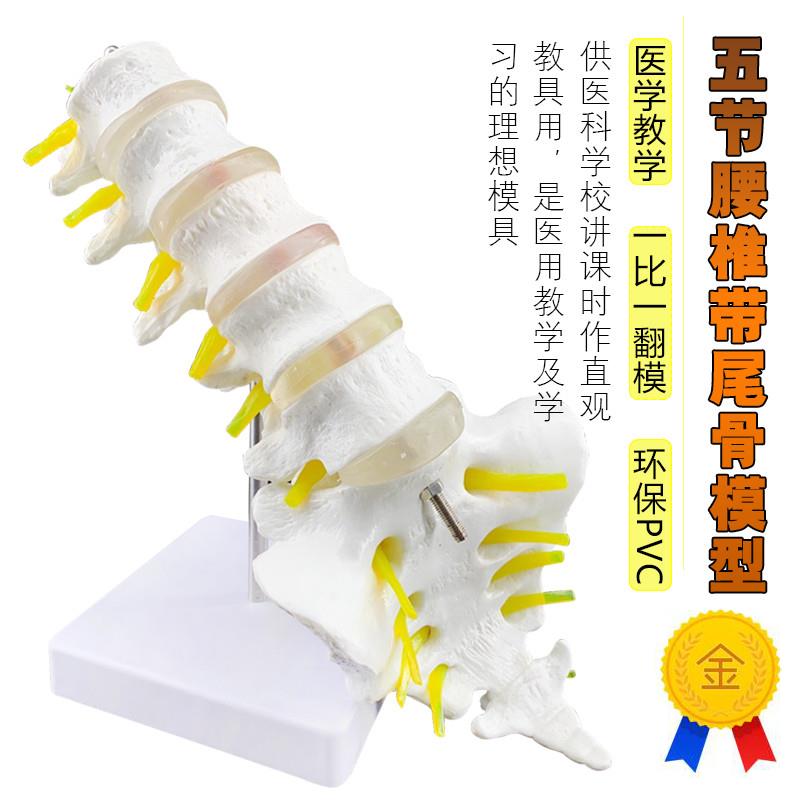 大型腰椎骨带马i尾神经可拆卸模型腰椎模型骨骼模型人体尾椎模型