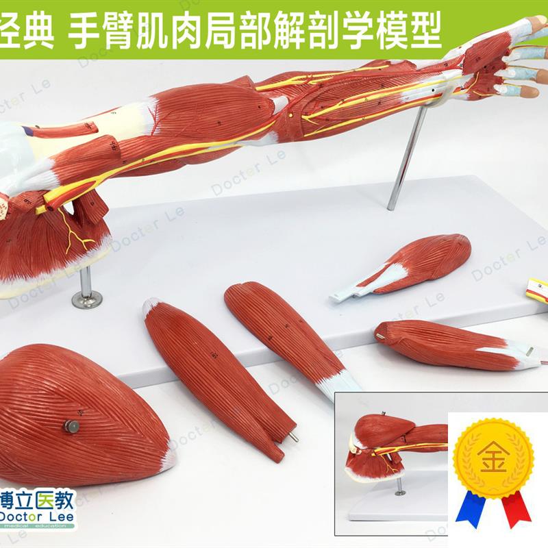 手臂肌上肢肌肉解剖血管神经人体运动系统模M型手肌肉模型医用美