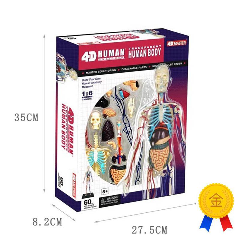 4DMAbSTER人体解剖拼装模型生物教学模型教具全身透明人
