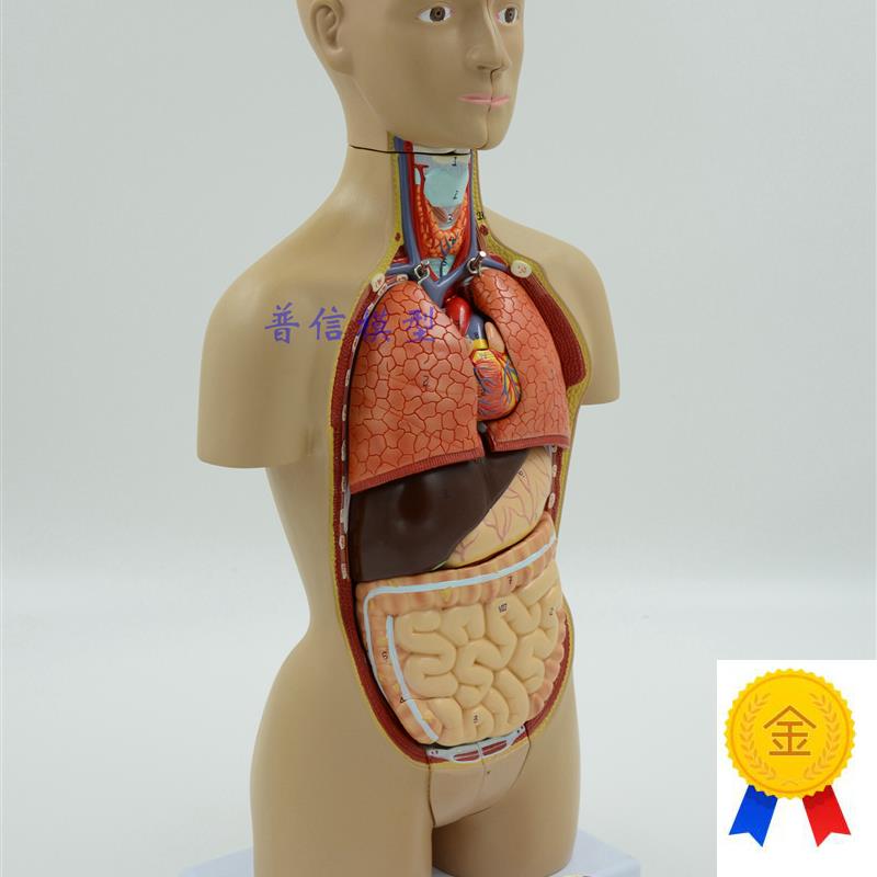 医用人体器官解剖模型人体内脏结构人体拼装模.型躯干模型