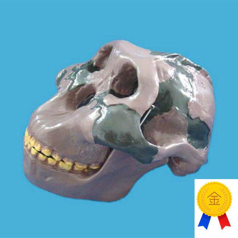 奥尔都文人头骨模型骷髅头骨C骼骨架仿真人模型医用模型