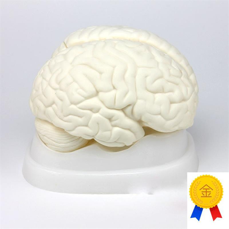 厂家正品脑解剖模型医学人体大脑脑F干间小脑模型神经科系统模型