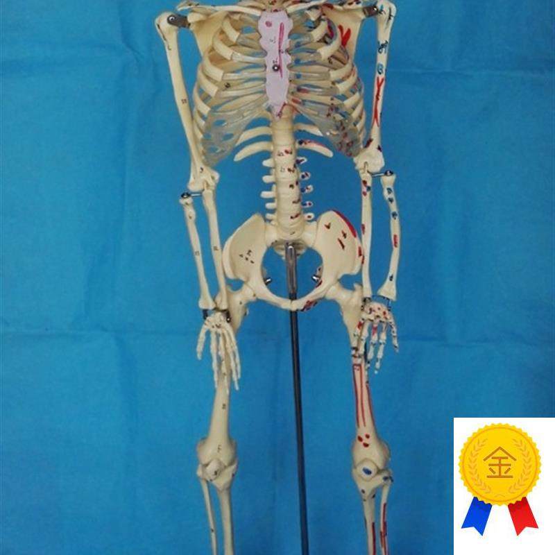 85CM人体骨骼模型肌肉起止A点数字编码骷髅骨架模型医用人体