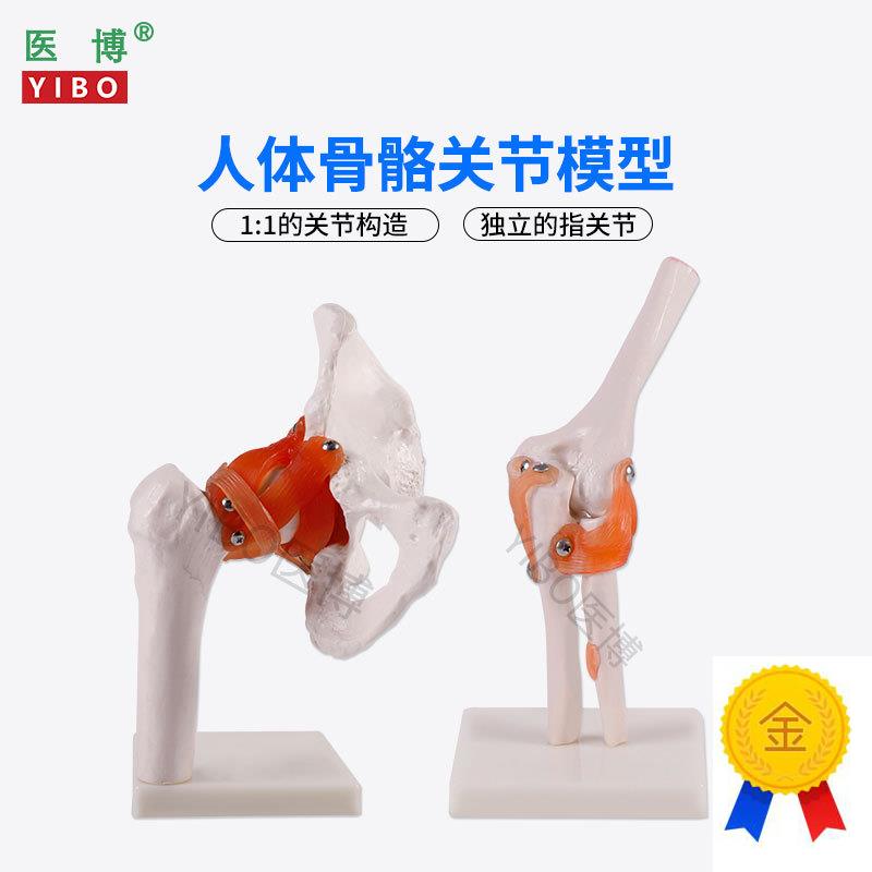 医博人体骨骼骨架模型六大关节骨骼模型人体手骨骼模型髋关节骨I