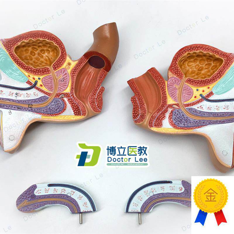 男性内外生殖器泌尿模型男科模型D睾丸解剖模型计生健康展示医教