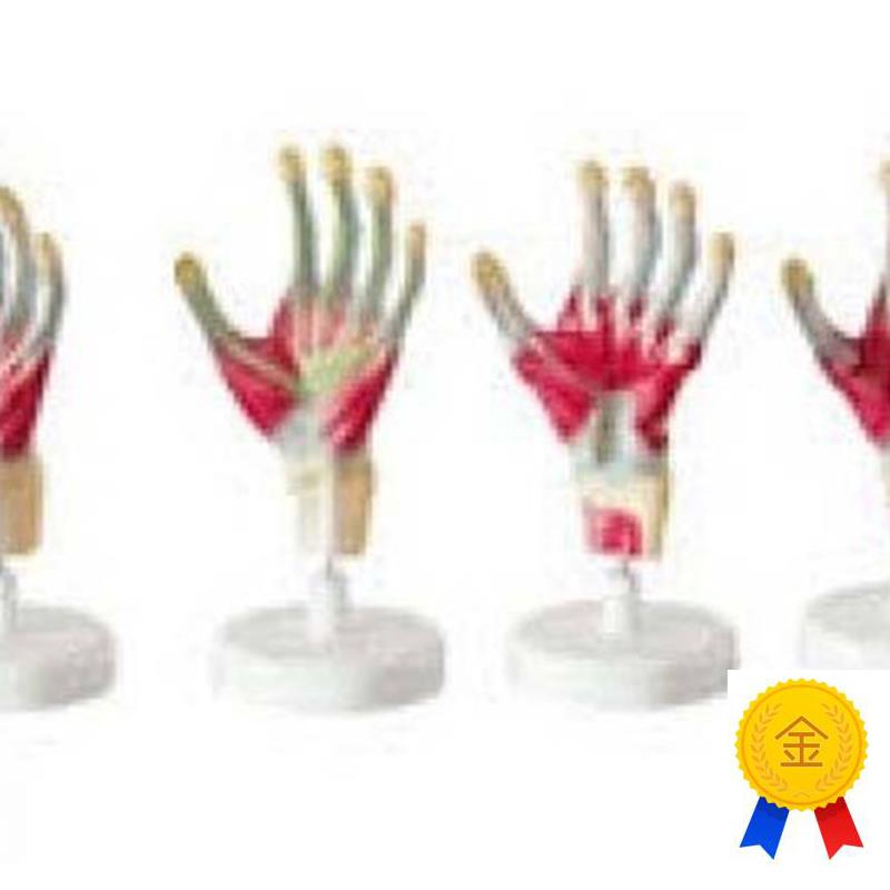 厂家正品包邮手掌解剖模s型,手教学模型,示教学型,解剖层次