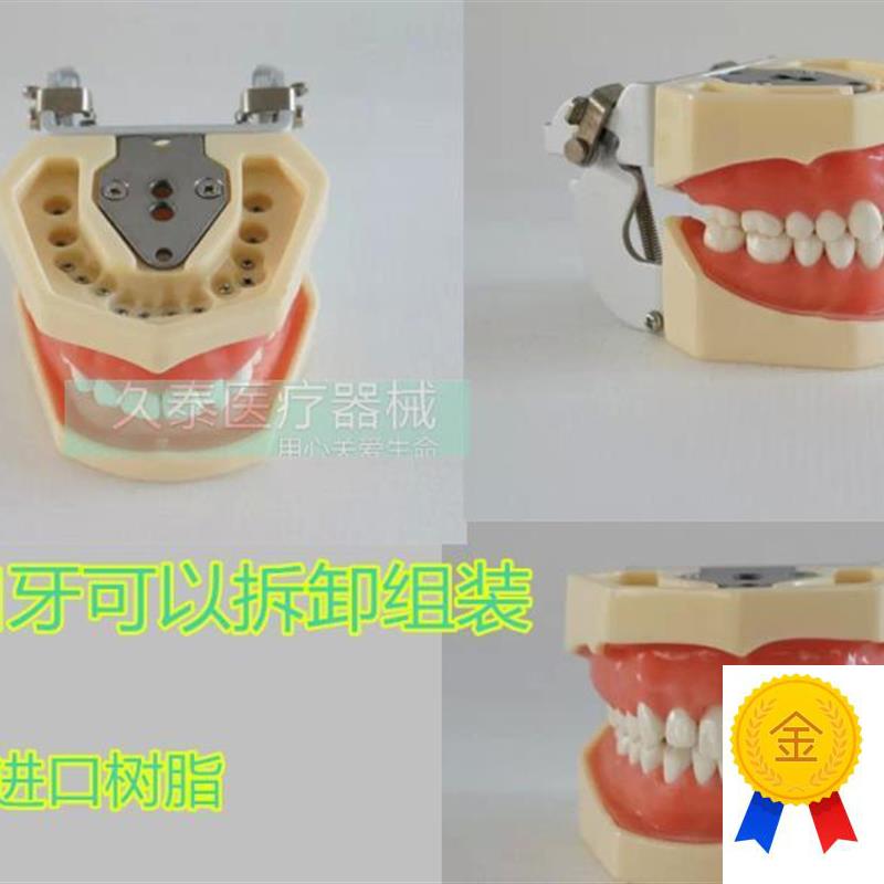 包邮标准c牙颌模型口腔科备全口牙齿可替换日进牙颌配FE咬合架