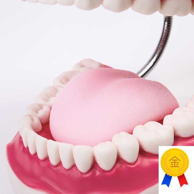高级口腔护理模型牙保健y刷牙演示教学幼儿园牙演示教具