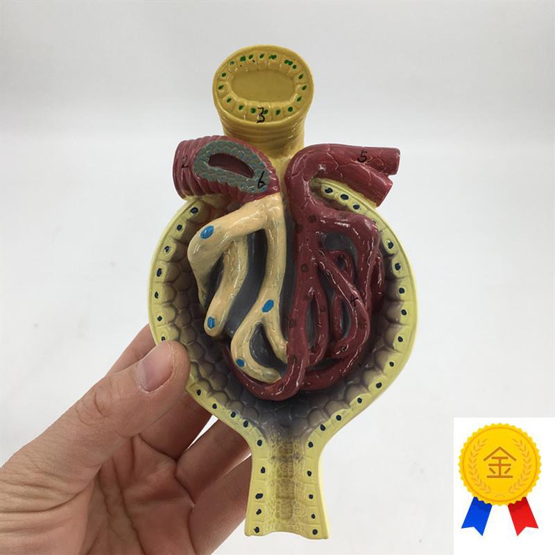 黄河肾小球模型肾脏模型毛细血管肾解N剖模型教用医用特惠