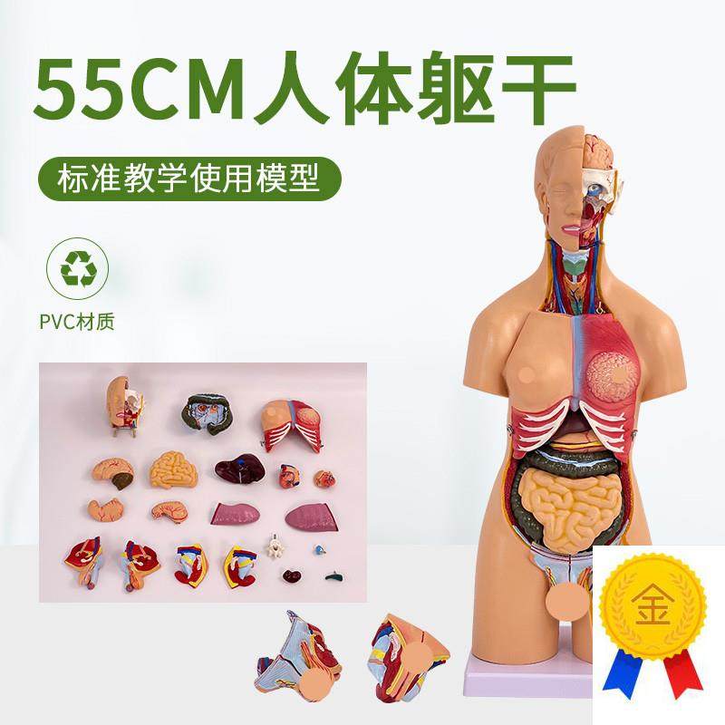 55CM高两性躯干模型人体躯干解剖21件内脏背部解U剖人体标本模型
