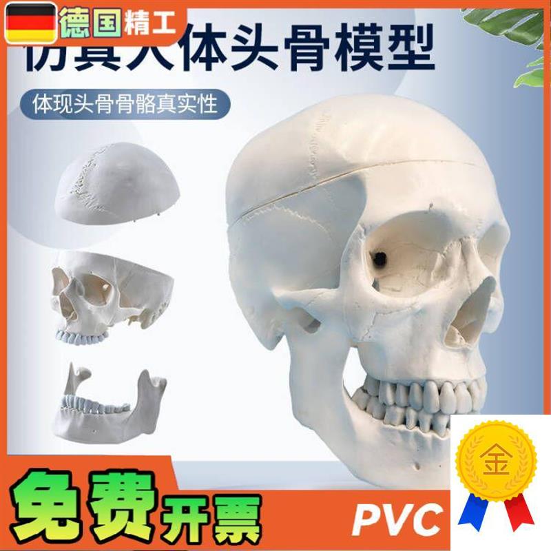 自然大头骨模型头颅骨模型人体骨E骼脊柱模型医用艺用美术骷髅头