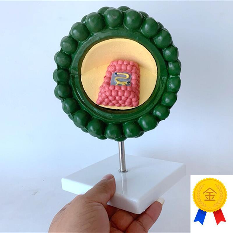 艾滋病病毒结构n模型教学模型医学教具细菌病毒模型