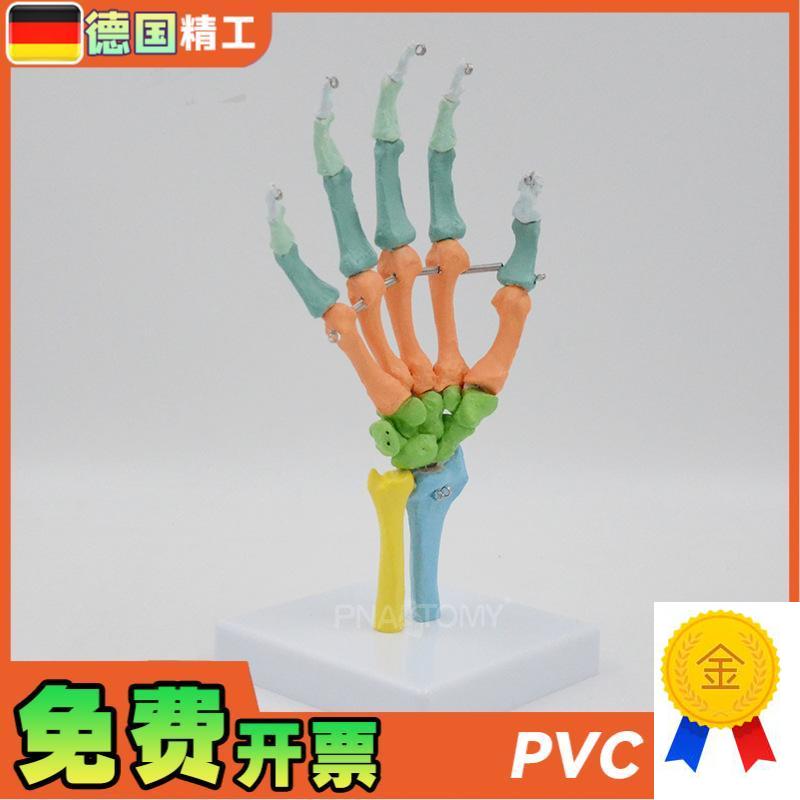 德国】1比1彩色可弯曲手骨模型A人体骨骼解剖腕关节尺骨桡骨写生