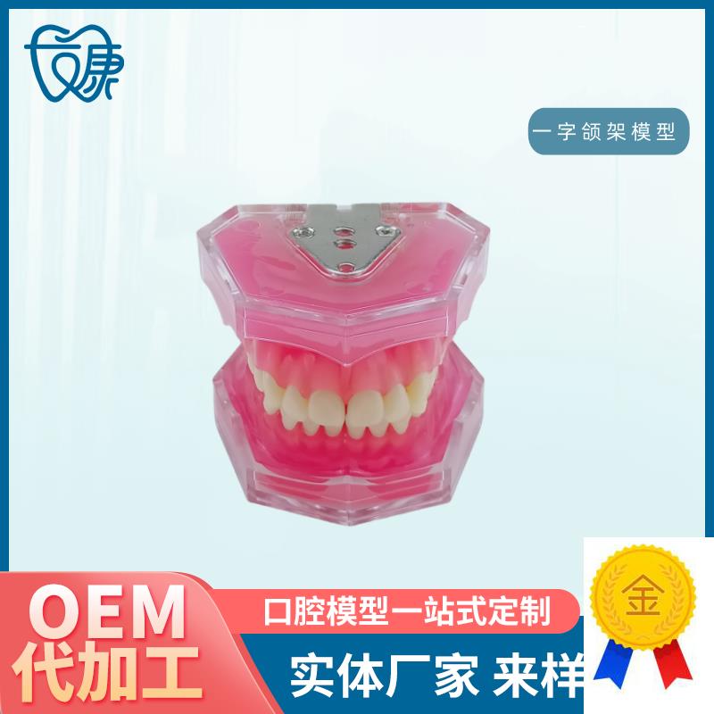 28拔牙模型人体牙齿结构解剖模型口腔牙模具仿真牙科Z教学牙模型