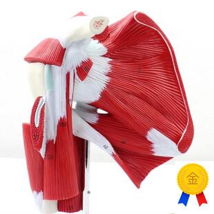 CY医学肩g关节肌肉模型附肌肉肌腱人体解剖模型