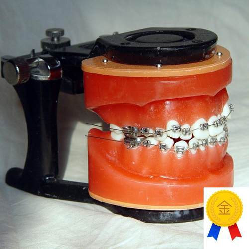 ENOVO颐诺正I畸矫正练习模型