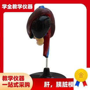 肝十二指肠d 胰脏模型初高中生物仿真教学教具消化系统模型
