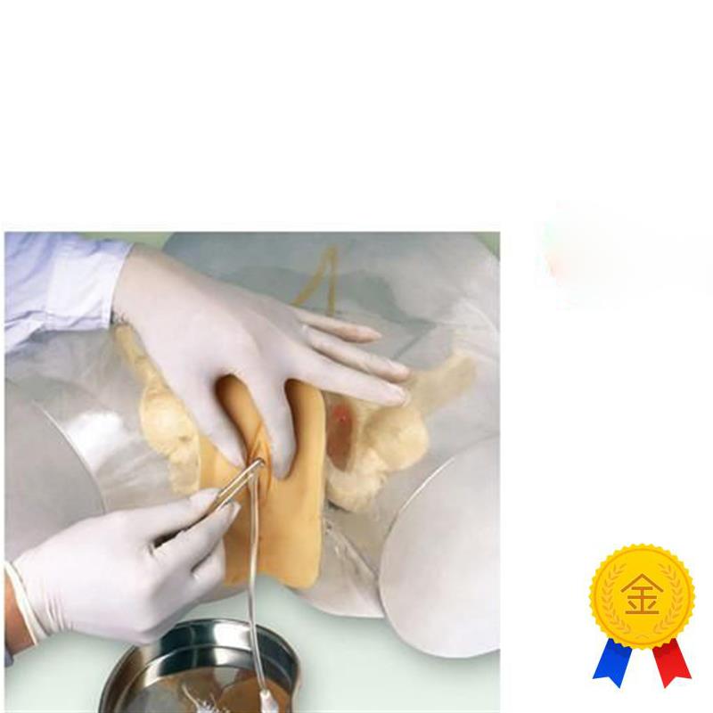 透明女性导尿模型导T尿器官模具