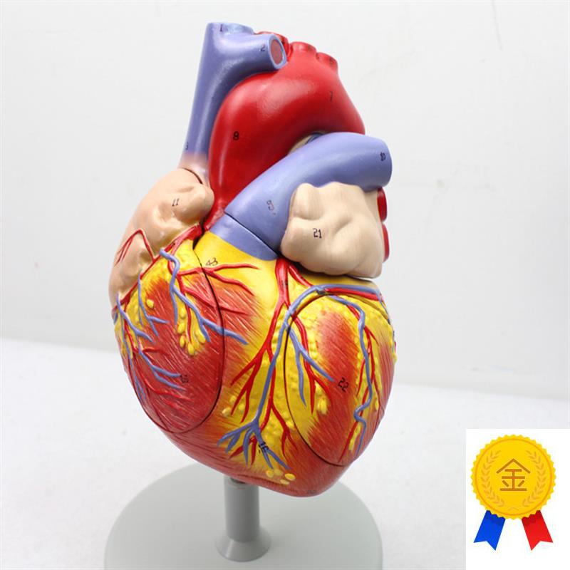 ENOVO颐诺放大l版人体心脏解剖模型心脏模型医学心室心房解剖生理