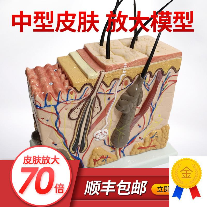 皮肤结构放大模型m组织层次立体构造微整形美容医学教学模具玩具
