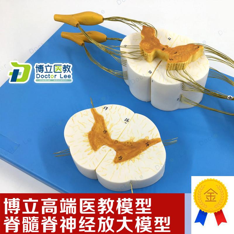医学人体脊髓f脊放大神经分支模型周围神经系统脊柱麻醉解剖