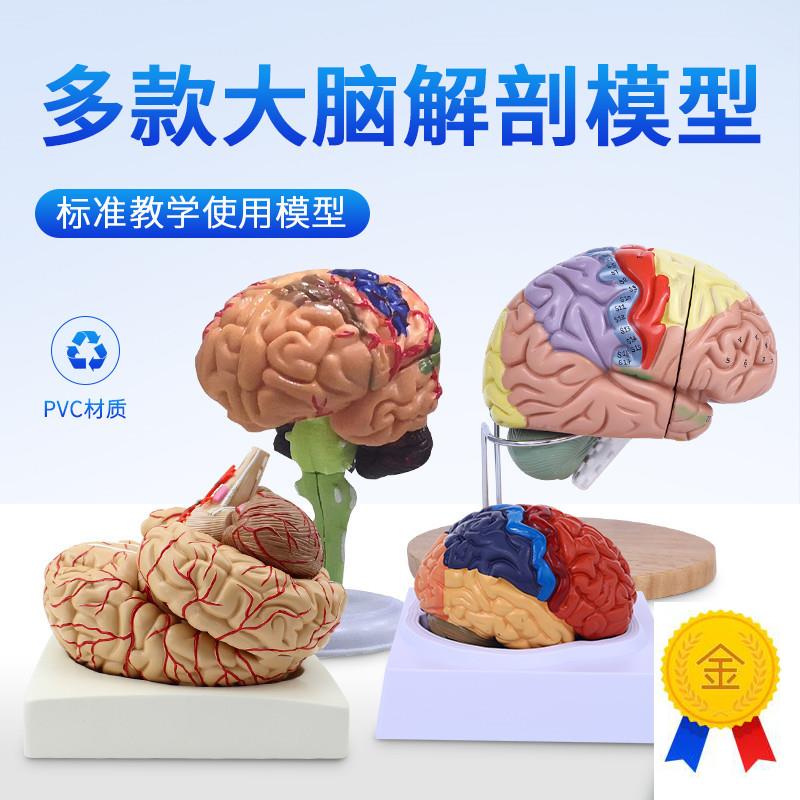 脑模型脑功能区域色分模型人体z大脑解剖模型人脑动脉构造脑神经