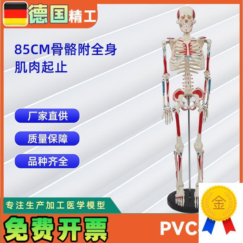 85CM附全身肌肉起u止骨骼模型人体骨骼模型教学模型