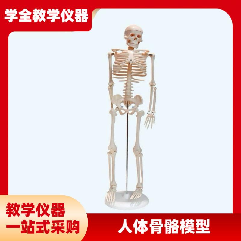 厂家直供人体骨骼模型85cm骨骼合集生物教学仪Z器医用模型